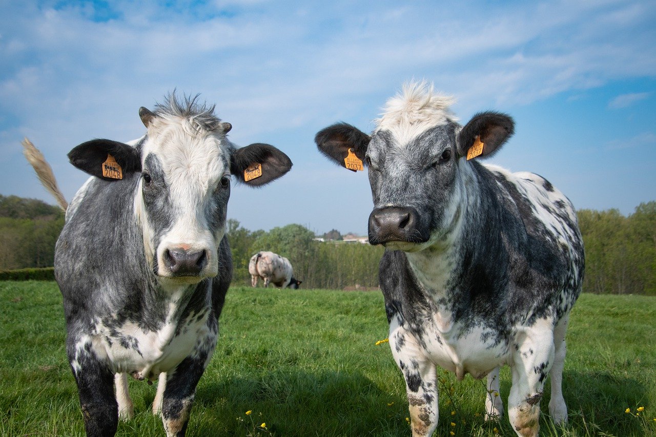 cows, farm animals, pasture-7214760.jpg